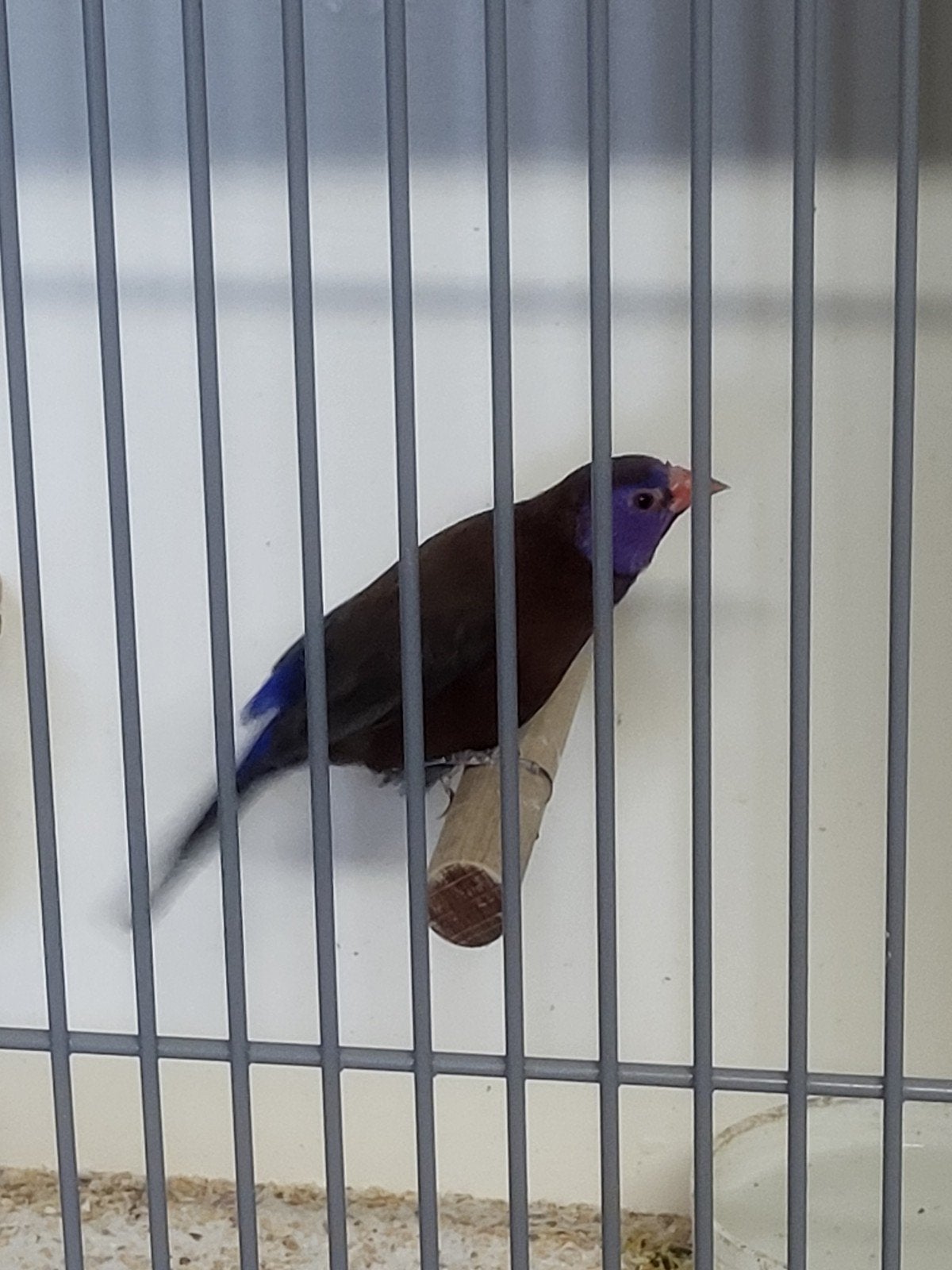Granaatastrilde man, zie beschrijving.., Dieren en Toebehoren, Vogels | Overige Vogels, Mannelijk