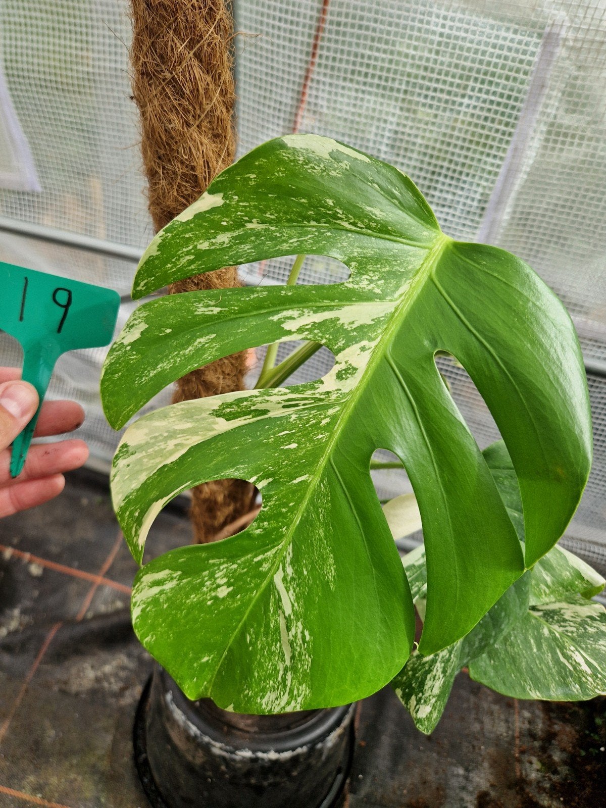 Monstera Albo Variegata Kamerplant #19, Ophalen of Verzenden, Halfschaduw, Minder dan 100 cm