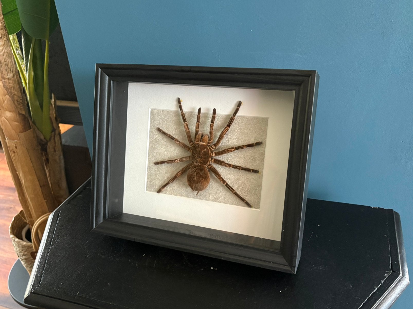 Geprepareerde grote spin in een 3d lijst, Verzamelen, Ophalen of Verzenden, Wild dier, Opgezet dier