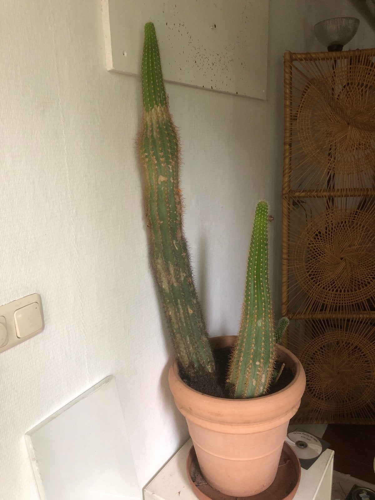 Grote Mamilaria Cactus - ca. 80 cm hoog, Huis en Inrichting, Kamerplanten, Ophalen, Cactus, In pot, Minder dan 100 cm