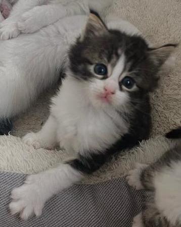 Maine Coon kittens XXL, Dieren en Toebehoren, Katten en Kittens | Raskatten | Langhaar, Poes, Ontwormd