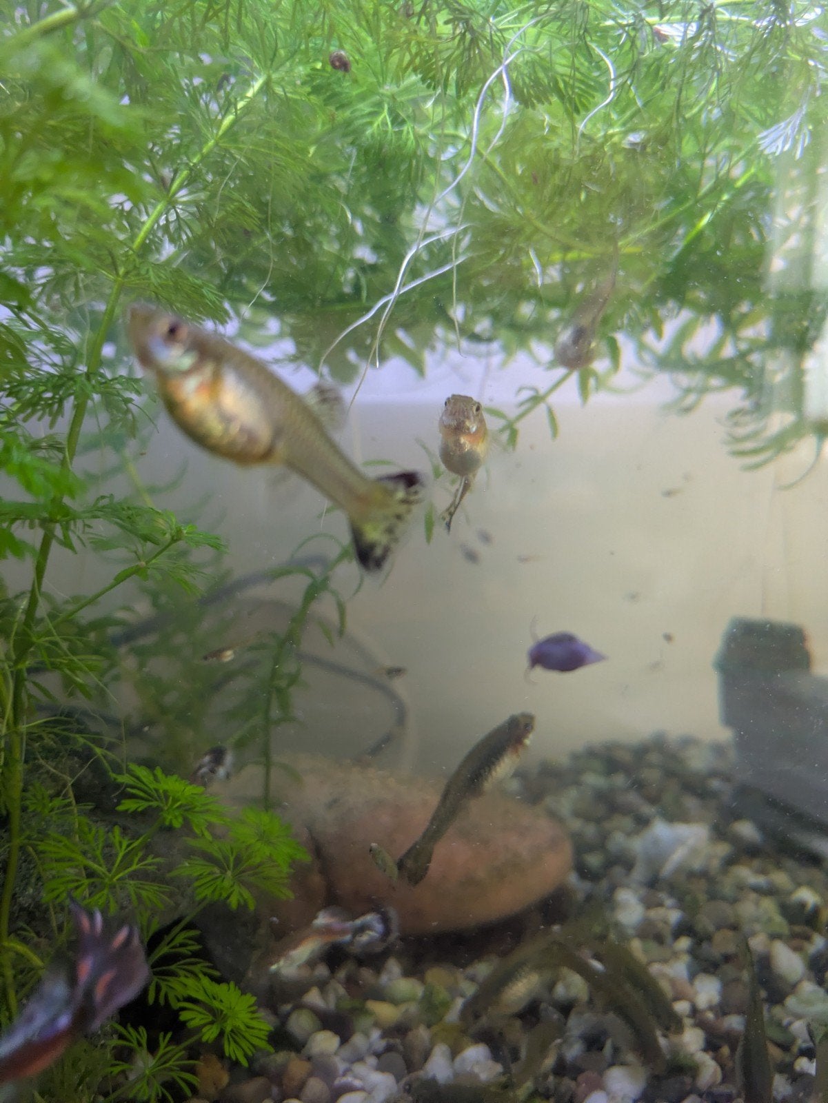 Guppies, Dieren en Toebehoren, Vis