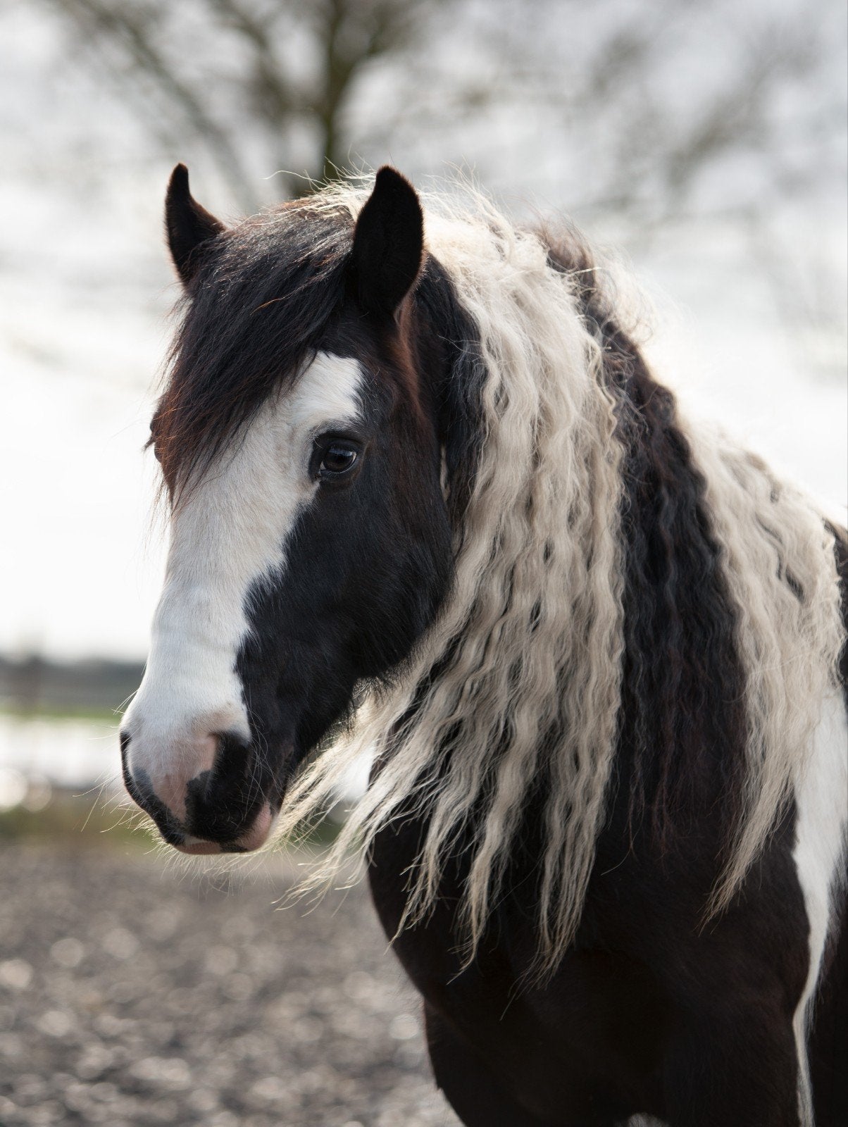 Lease pony aangeboden, Dieren en Toebehoren, Ophalen of Verzenden