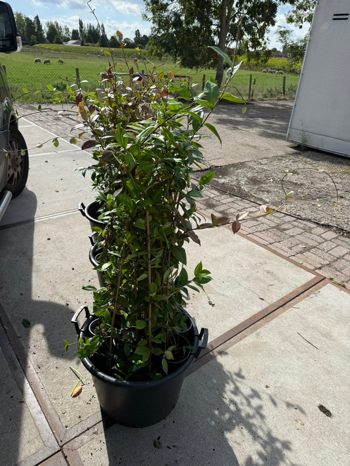 Toscaanse jasmijnen wit 100cm+ een takkers 5,95 ook partijen, Ophalen, Volle zon, Vaste plant, Klimplanten