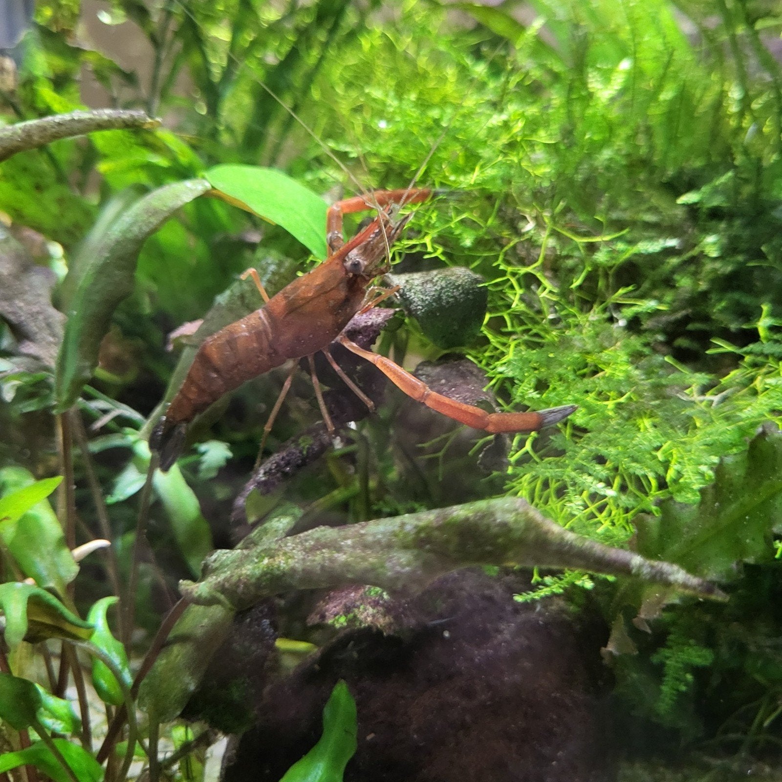 Roodschaargarnalen in Superfish Qubic 60 compleet aquarium, Dieren en Toebehoren, Ophalen, Gebruikt, Gevuld zoetwateraquarium