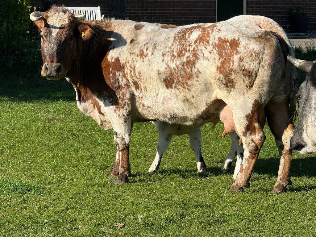 Luxe Zoogstel met dikbil stierkalf te koop, Dieren en Toebehoren, Vrouwelijk
