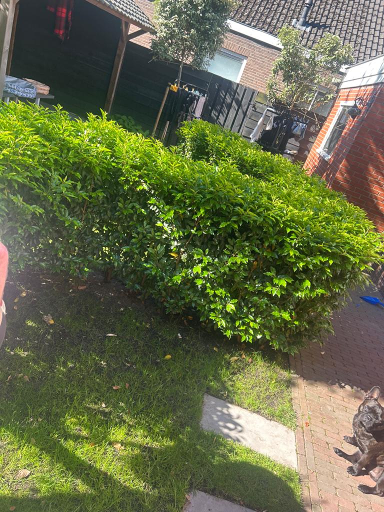 Heg, Overige soorten, Vaste plant, Ophalen of Verzenden, Bloeit niet