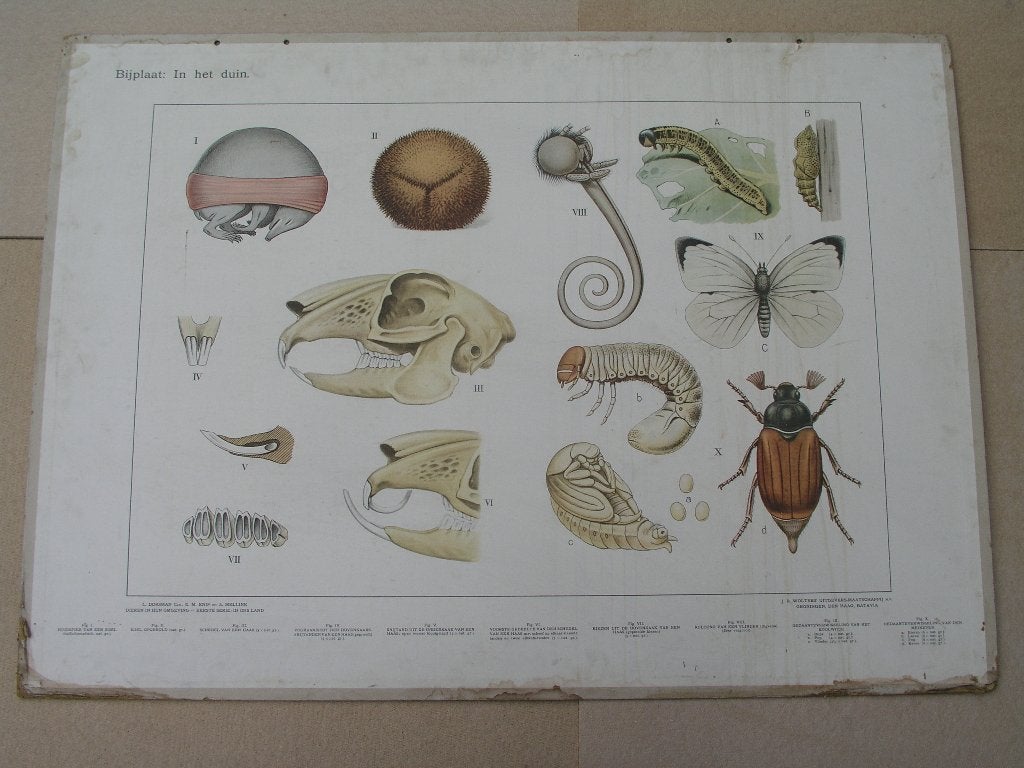 Schoolplaat / Bijplaat In het duin en aan het strand, Antiek en Kunst, Antiek | Schoolplaten, Ophalen, Natuur en Biologie