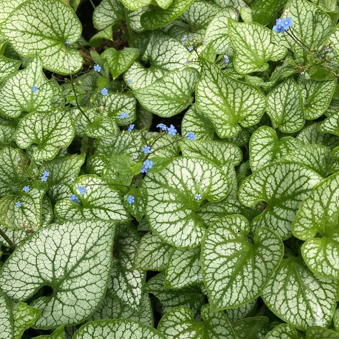 24x brunnera jack frost, Volle zon, Vaste plant, Lente, Ophalen