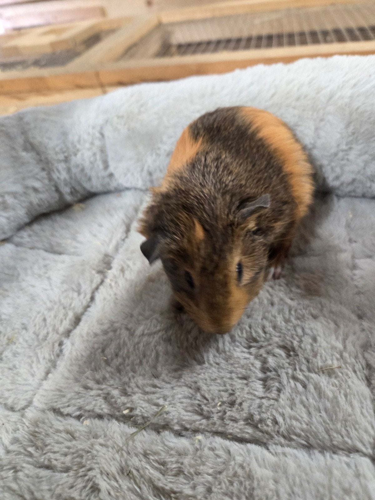 Diverse soorten cavia beertje teddy us gladhaar, Dieren en Toebehoren, Knaagdieren, April, Mannelijk, Cavia