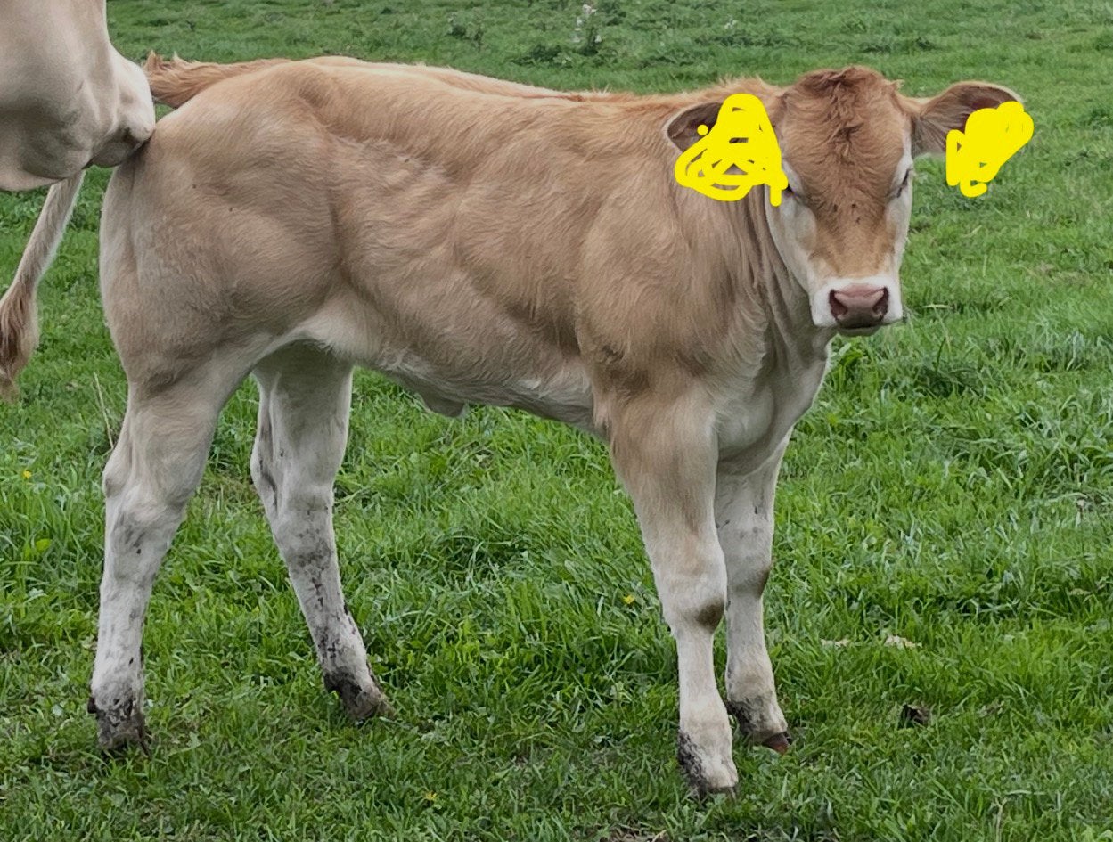 Super blonde aquitaine stel, Dieren en Toebehoren, Meerdere dieren