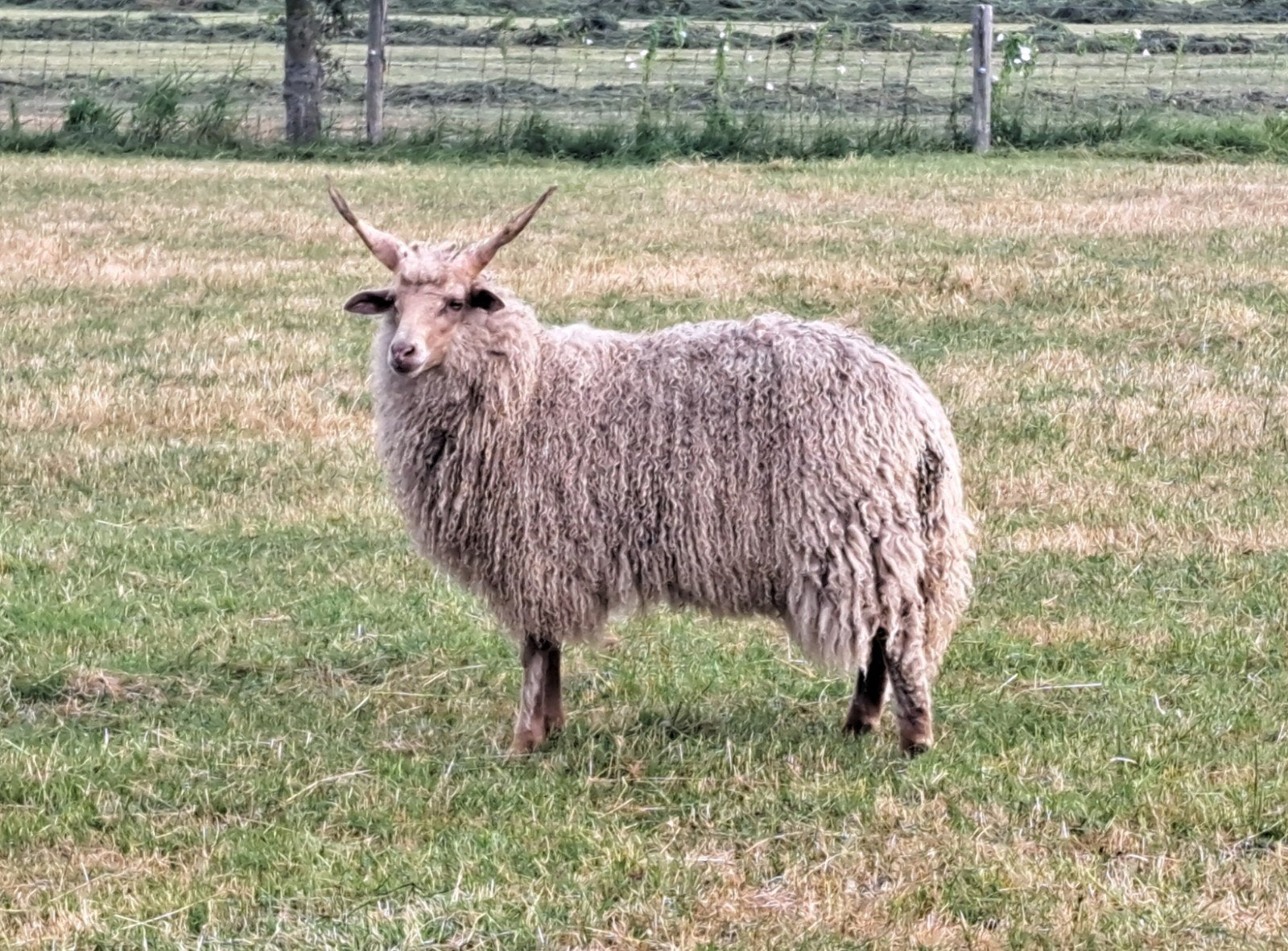 witte Racka te koop, Dieren en Toebehoren, Schapen, Geiten en Varkens, Mannelijk, Schaap, 0 tot 2 jaar