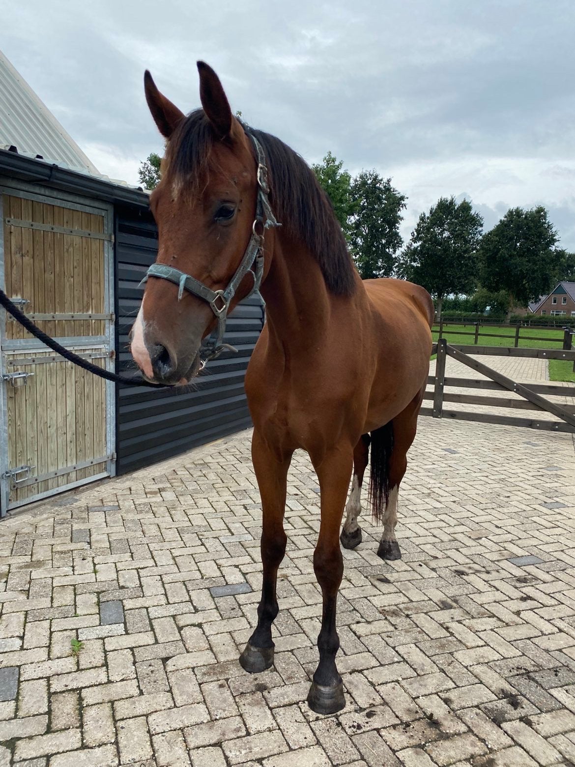 4 jarige ruin, Ruin, Dressuurpaard, 3 tot 6 jaar