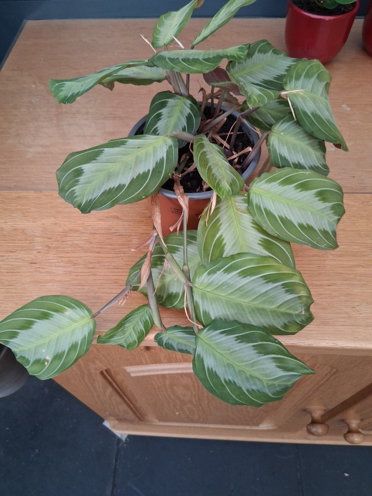 Mooie Maranta 'Prayer Plant' in pot, Ophalen, Overige soorten, Halfschaduw, In pot