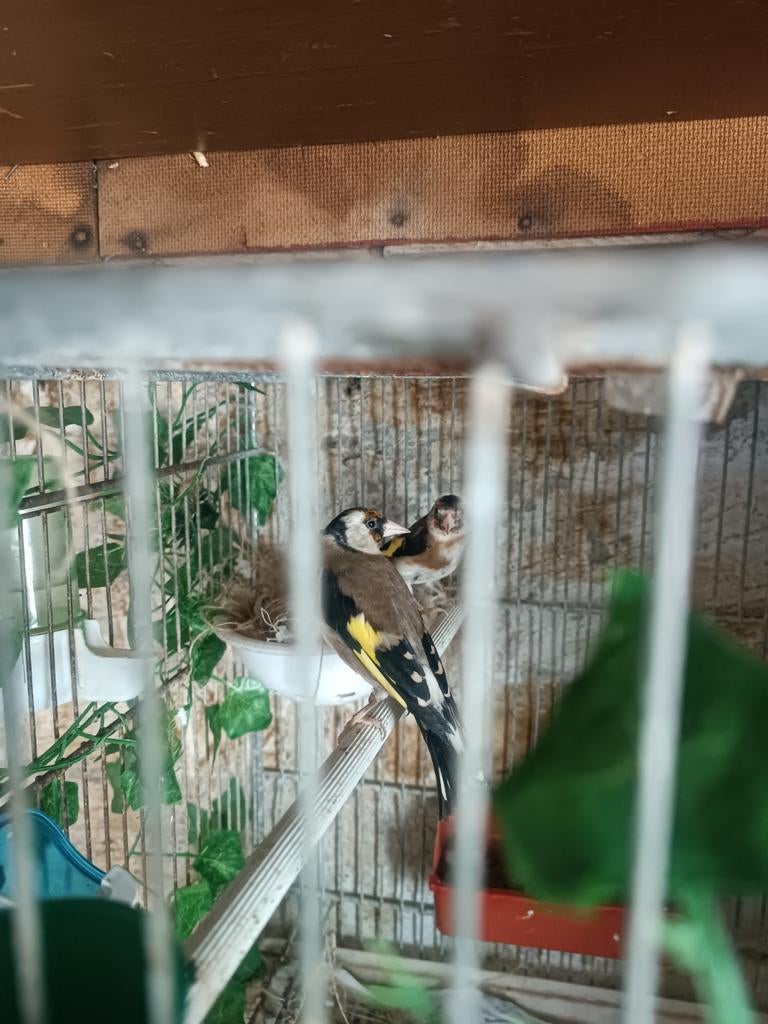 Twee koppel putter parva vogels., Dieren en Toebehoren, Meerdere dieren, Bastaard