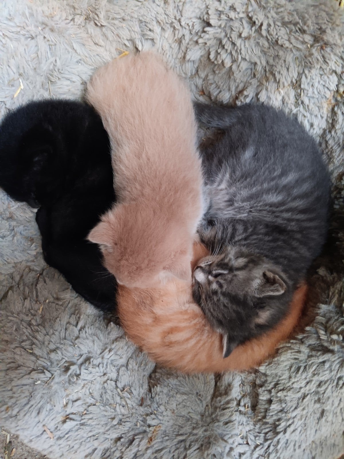 Boerderij kittens / poesjes