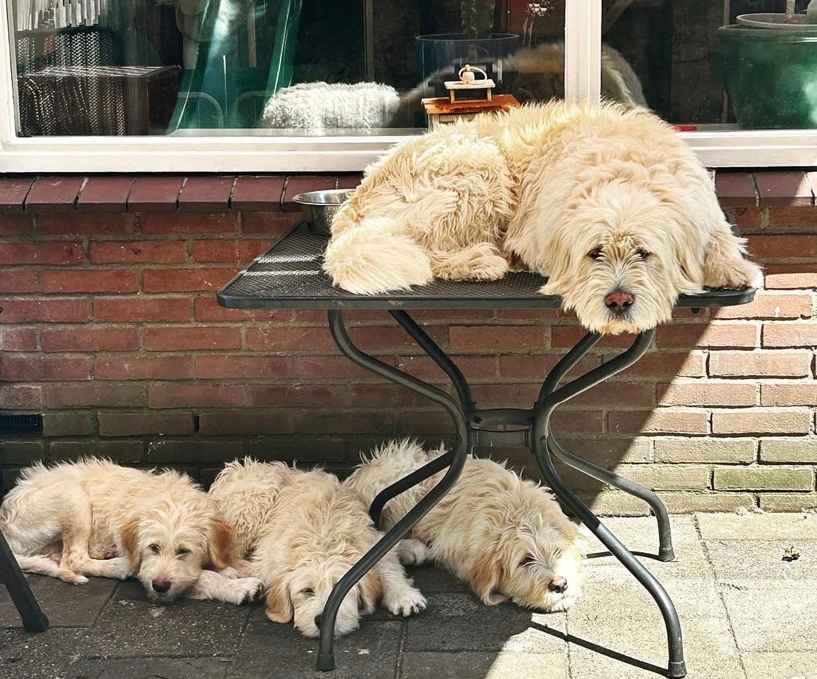 Barbado da Terceira (puppies), Dieren en Toebehoren, Overige rassen, 8 tot 15 weken, Meerdere, Meerdere dieren
