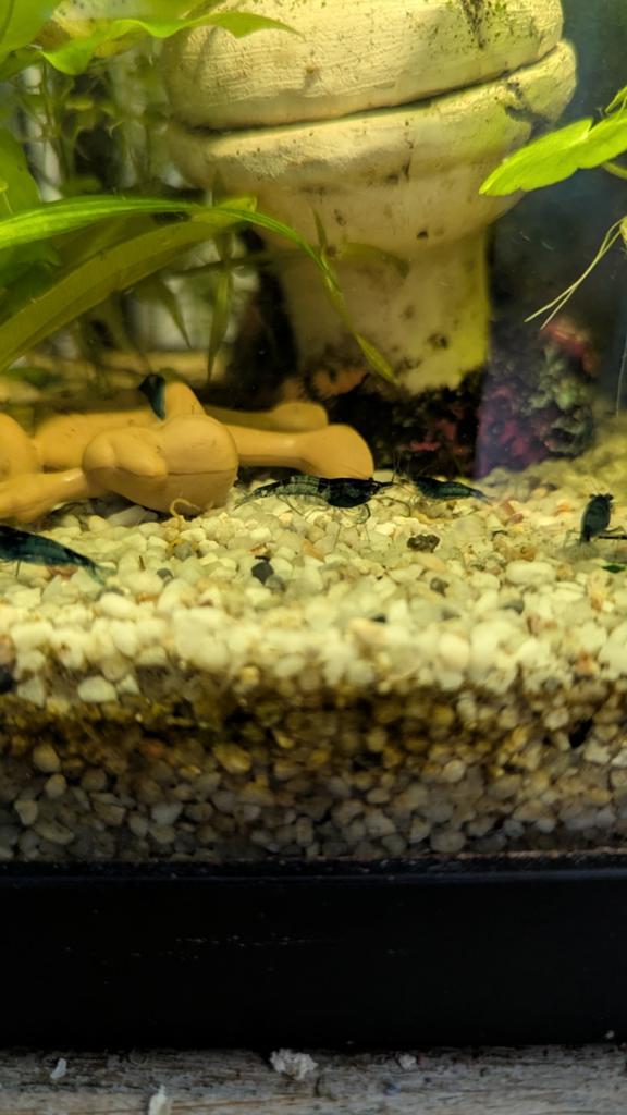Mooie blue carbon rili garnalen neocaridina blue rili, Dieren en Toebehoren, Vissen | Aquariumvissen, Kreeft, Krab of Garnaal