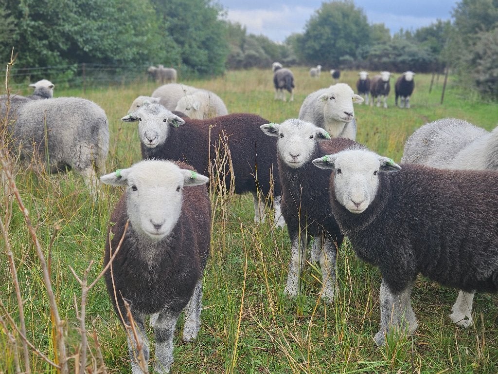 Herdwick schapen, Dieren en Toebehoren, Meerdere dieren, Schaap, 0 tot 2 jaar