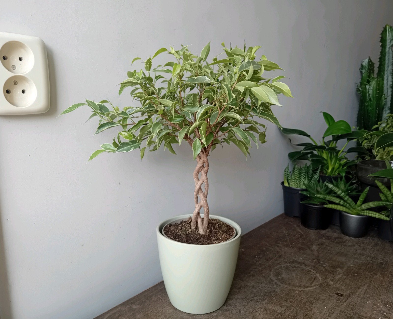 Kamerplant 40cm Bonsai ficus     evt sierpot €2, Ophalen, Halfschaduw, In pot, Minder dan 100 cm
