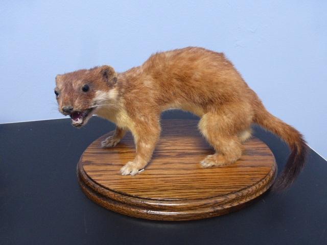 Opgezette hermelijn op eiken tableau, Verzamelen, Dierenverzamelingen, Ophalen of Verzenden, Zo goed als nieuw, Wild dier, Opgezet dier