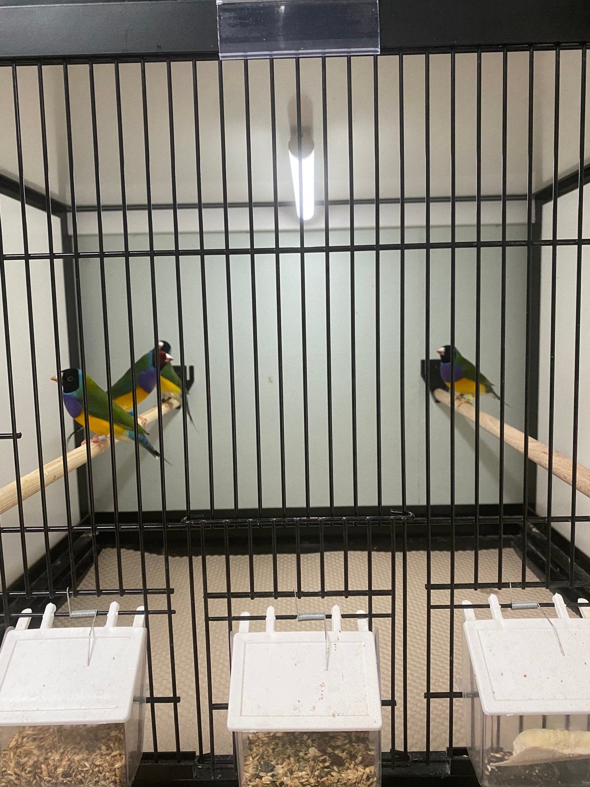 Gouldamadines goulds TT vogels gouldamadine gould, Dieren en Toebehoren, Vogels | Overige Vogels, Meerdere dieren, Tropenvogel