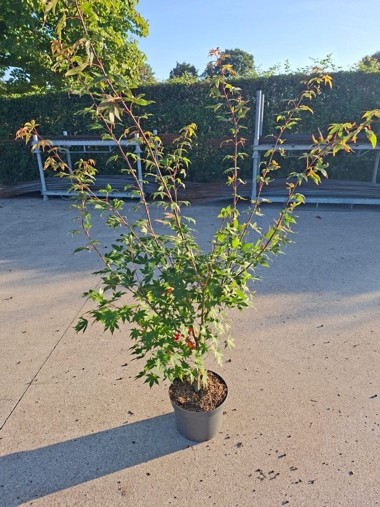 Prachtige Japanse Esdoorn Osakazuki - Rode Herfstkleuren, Tuin en Terras, Planten | Bomen, In pot, Bloeit niet, Halfschaduw, 100 tot 250 cm
