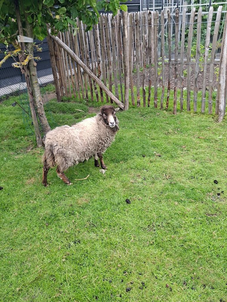 Ouessant schapen, Dieren en Toebehoren, Vrouwelijk, Schaap