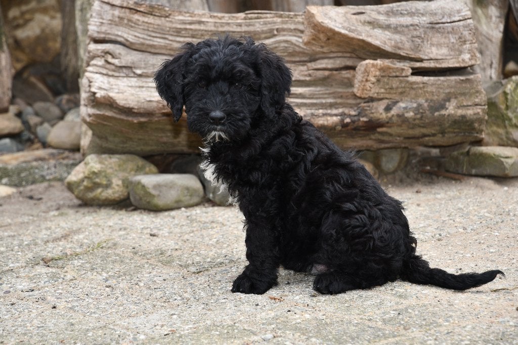 Mini Australian Labradoodle zijn nog opzoek naar 4ever home, Nederland, CDV (hondenziekte), 8 tot 15 weken, Meerdere