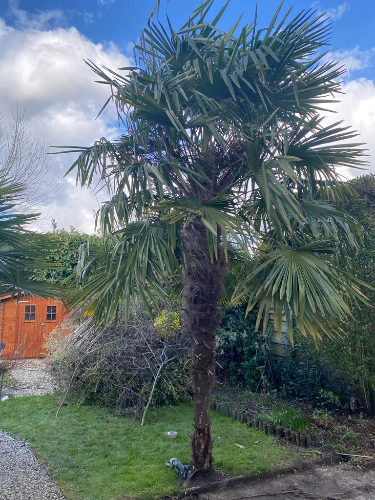 Grote Winterharde Palmboom - Trachycarpus Fortunei, Overige soorten, Volle zon, Vaste plant, Ophalen of Verzenden