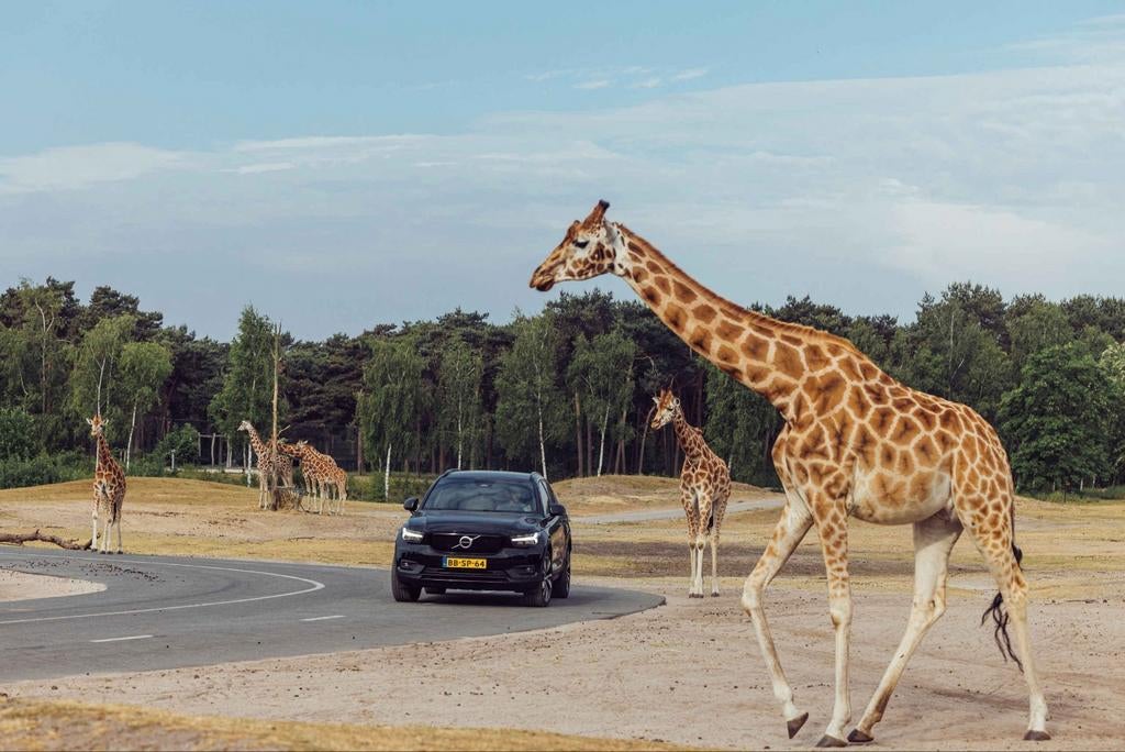 Safaripark Beekse Bergen 30% korting. Online code, Drie personen of meer, Kortingskaart
