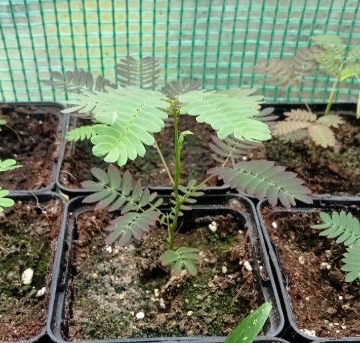 Albizia julibrissin rosea  - Perzische slaapboom planten, Tuin en Terras, Planten | Bomen, Volle zon, Minder dan 100 cm, Zomer