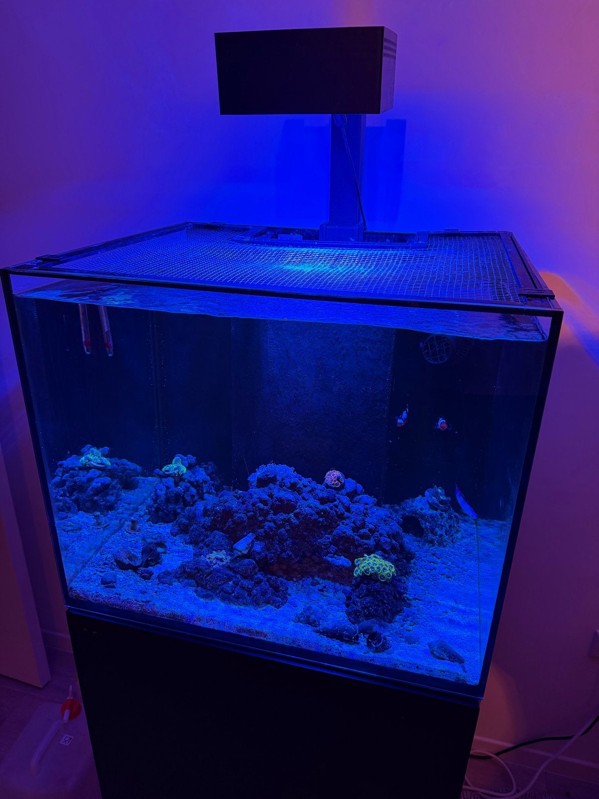 Complete zeewateraquarium – volledig uitgerust + dieren, Ophalen of Verzenden