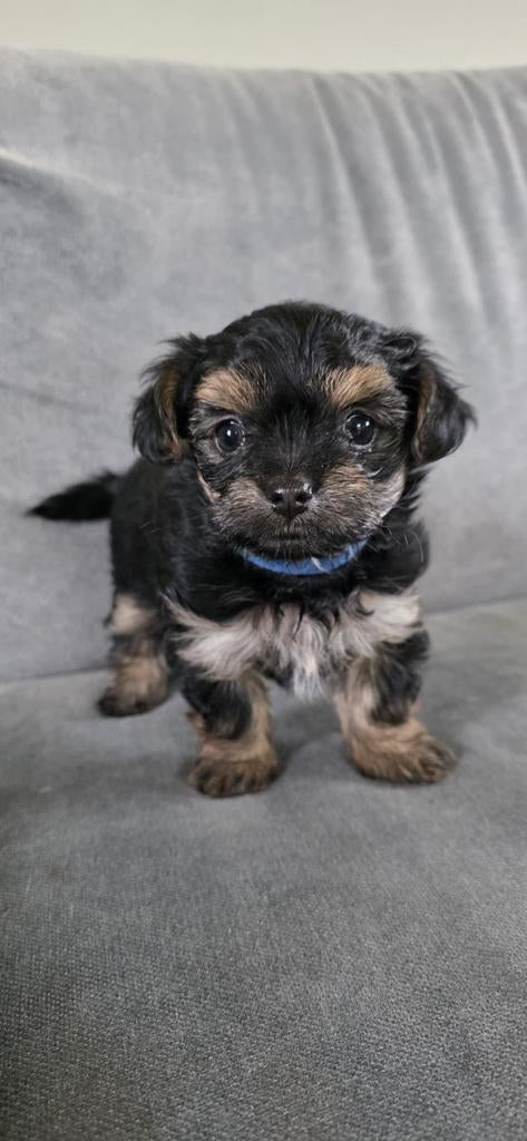 pup reutje mini Yorkshire terriër - Chihuahua, 8 tot 15 weken, Meerdere, Meerdere dieren, Nederland