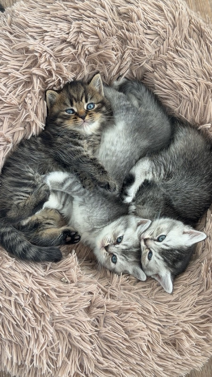 Prachtige &Lieve Brits Korthaar Kittens, Meerdere dieren, Ontwormd