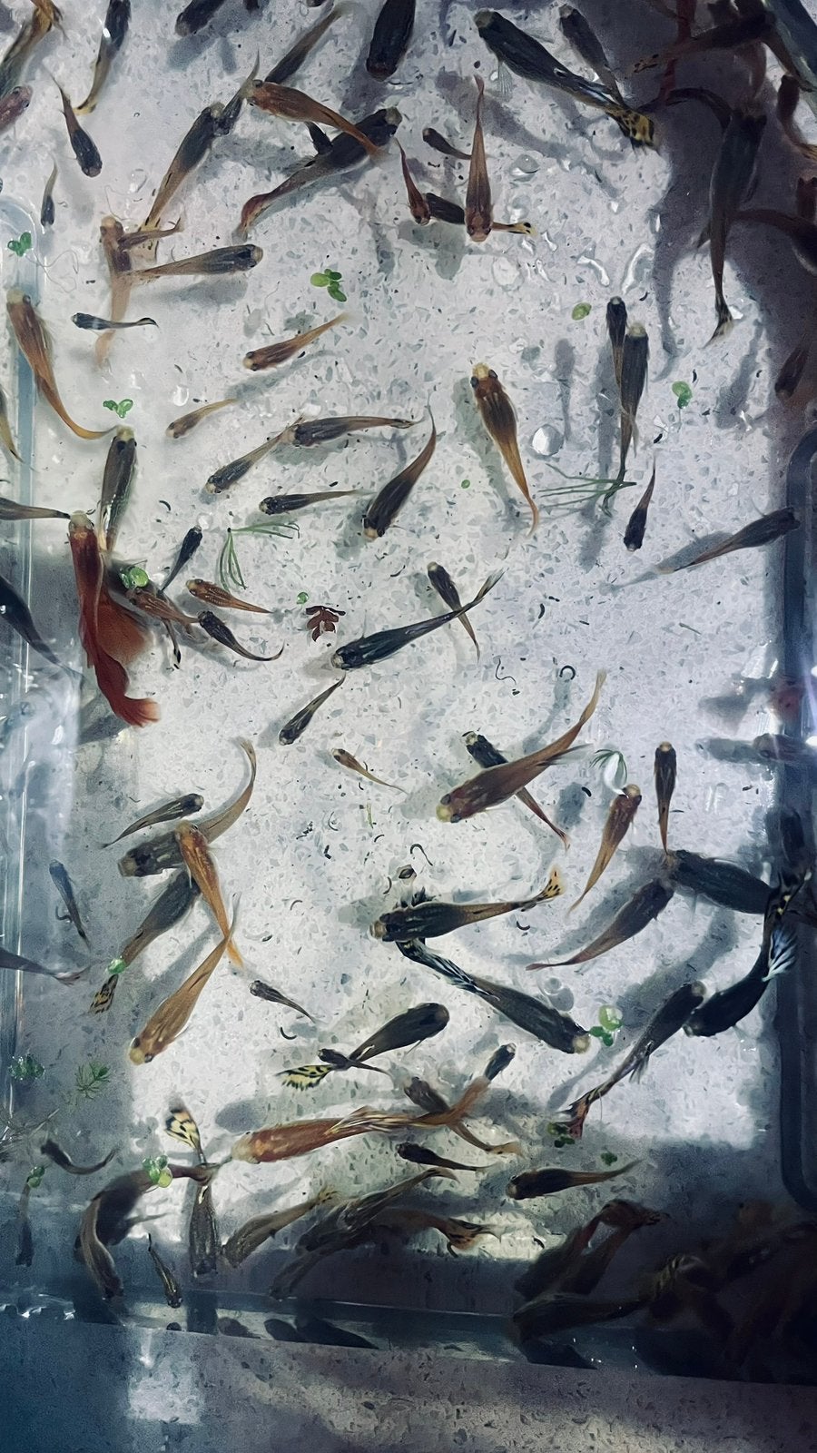 Guppen en guppy’s- 100  vissen voor € 25,- ( 50 voor € 15,-), Vis, Zoetwatervis