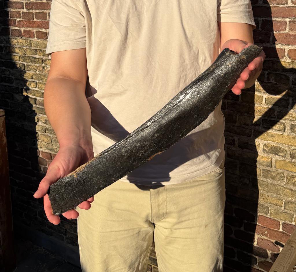 Mammoetrib Noordzee Fossiel IJstijd, Ophalen of Verzenden, Fossiel