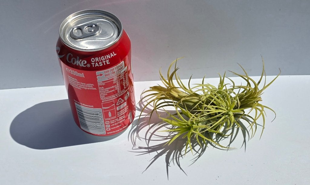 Tillandsia, diverse soorten tillandsia's, lucht plantje, Dieren en Toebehoren, Reptielen en Amfibieën | Toebehoren, Ophalen of Verzenden