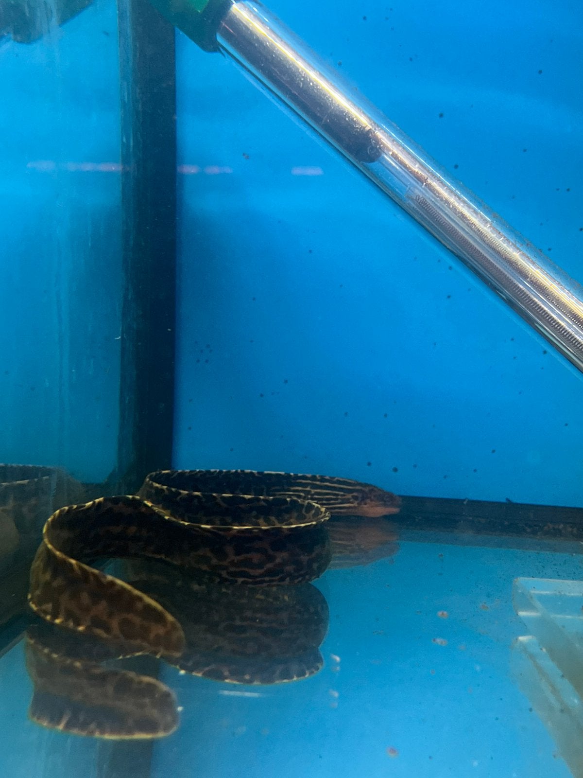 Murene eel, Vis