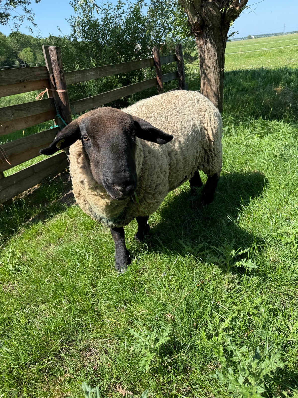 Mooie suffolk dekram, Dieren en Toebehoren, Schapen, Geiten en Varkens, Mannelijk, Schaap