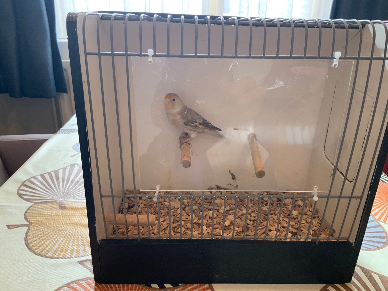 bastaard Putter pop geringd 2023, Dieren en Toebehoren, Vrouwelijk, Wildzangvogel, Geringd