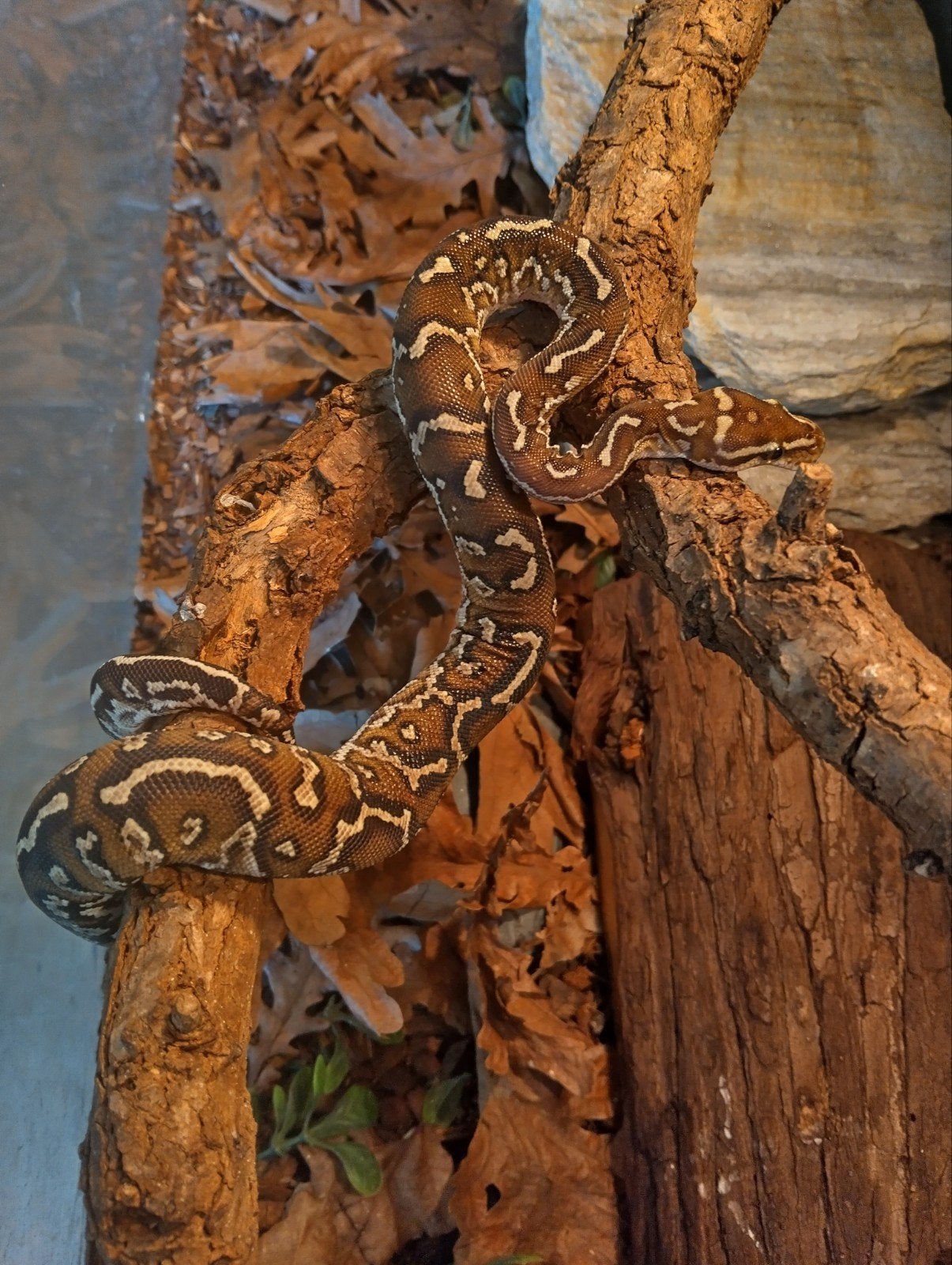 Python Anchietea te koop, Dieren en Toebehoren, Slang, 0 tot 2 jaar