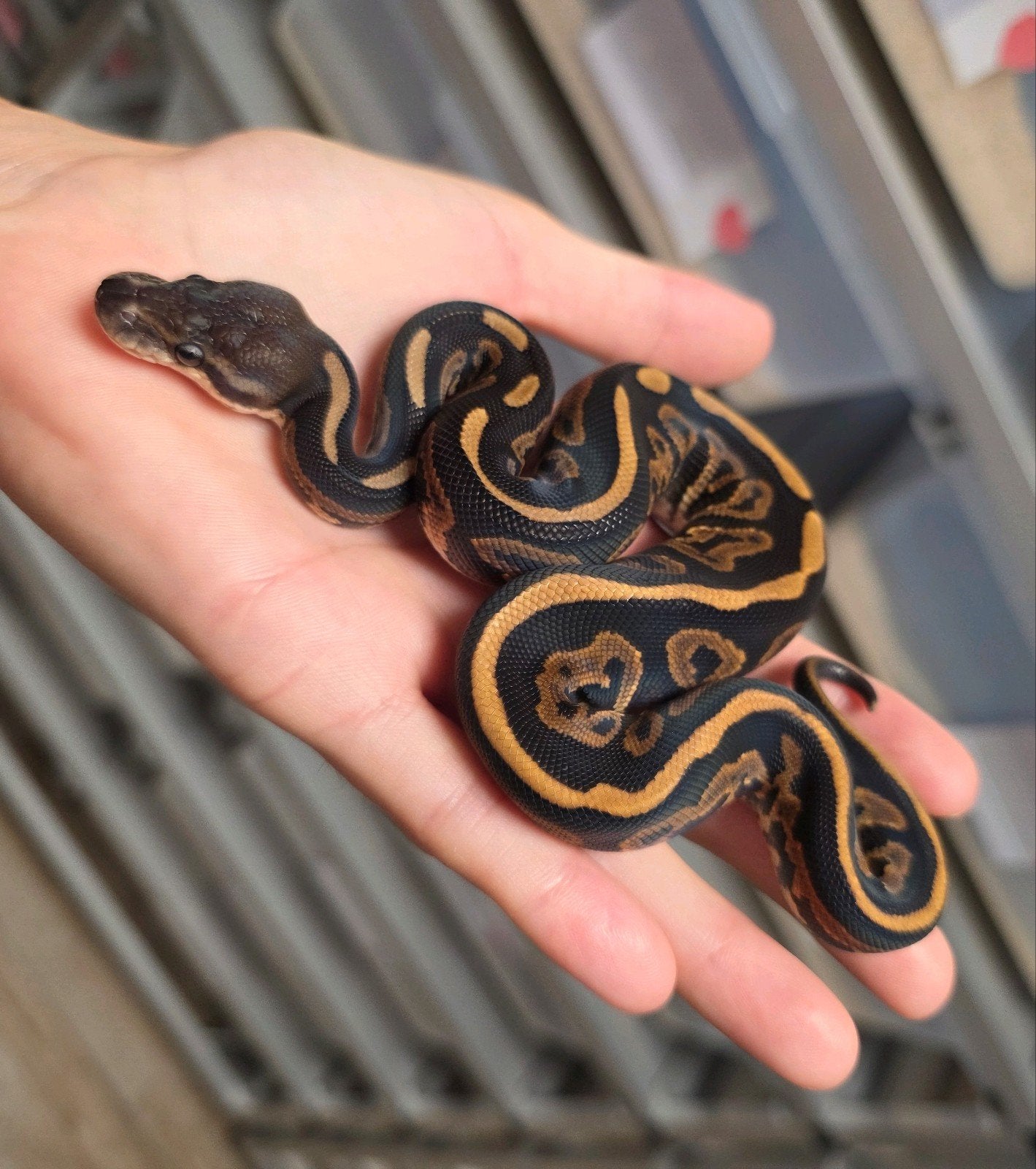 Cinnamon Leopard 100%Lavender Albino 50%Clown️♂️ Ball Python photo 2