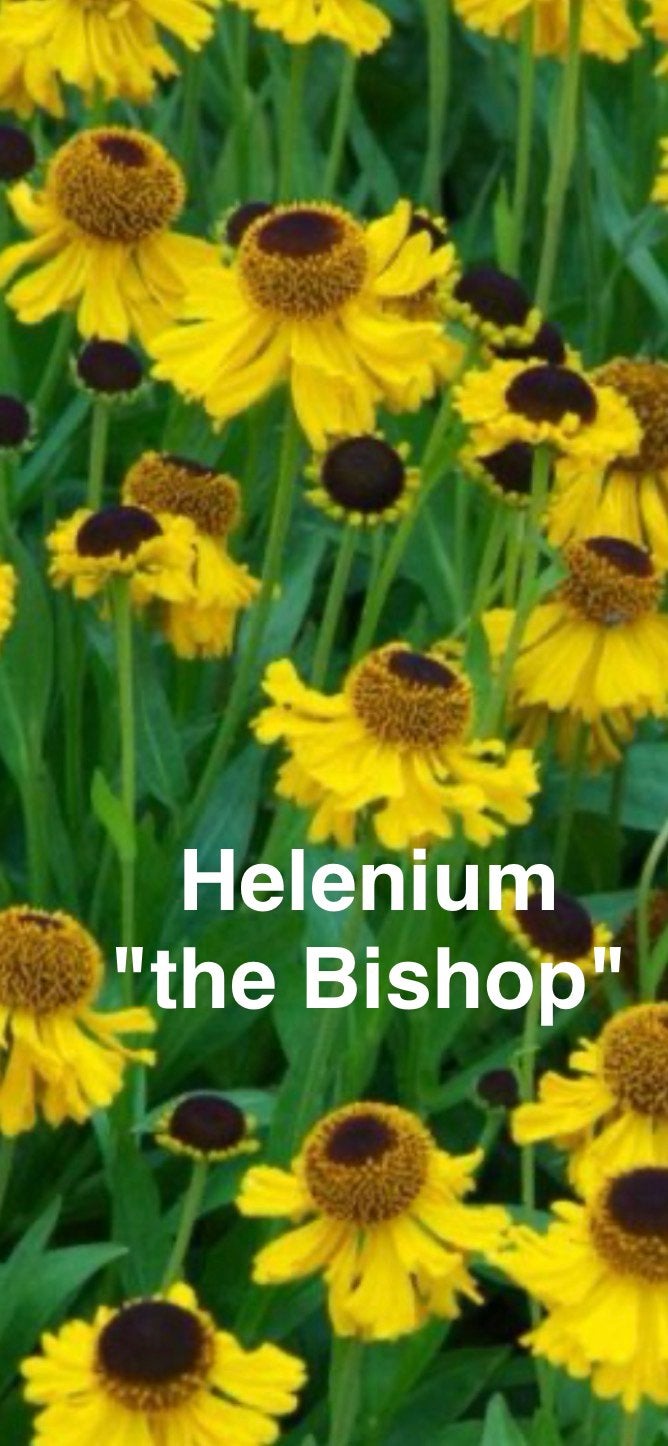 Zaden gele Helenium "the Bishop", Ophalen of Verzenden, Volle zon