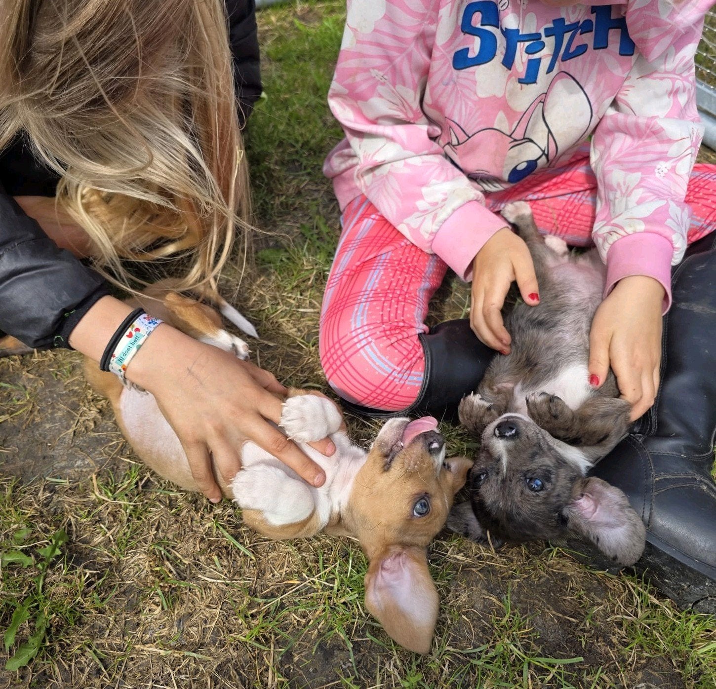 Nog 2 schatjes zoeken een nieuw huisje., Dieren en Toebehoren, Honden | Teckels en Dashonden, Korthaar, Dwerg, Meerdere, Meerdere dieren