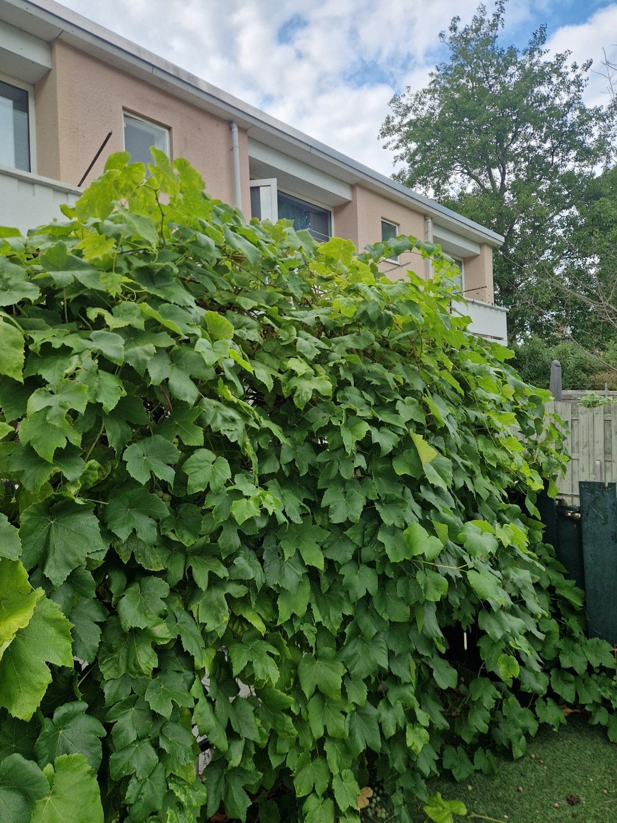 Druivenplant met heerlijke groene druiven, Volle zon, Vaste plant, Ophalen of Verzenden, Zomer