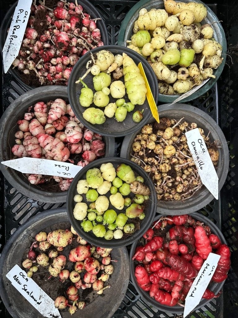 Oxalis tuberosa, oca, moestuin, eetbare knollen,, Ophalen, Voorjaar, Volle zon, Knol