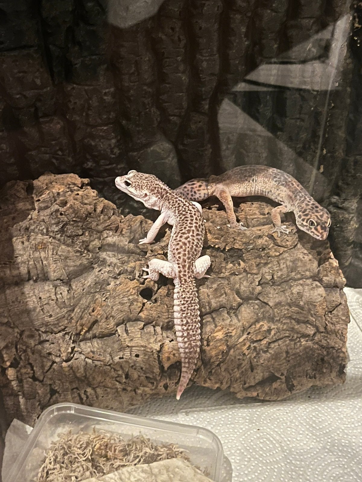 Koppel luipaard gekko’s + compleet terrarium Leopard Gecko photo 2