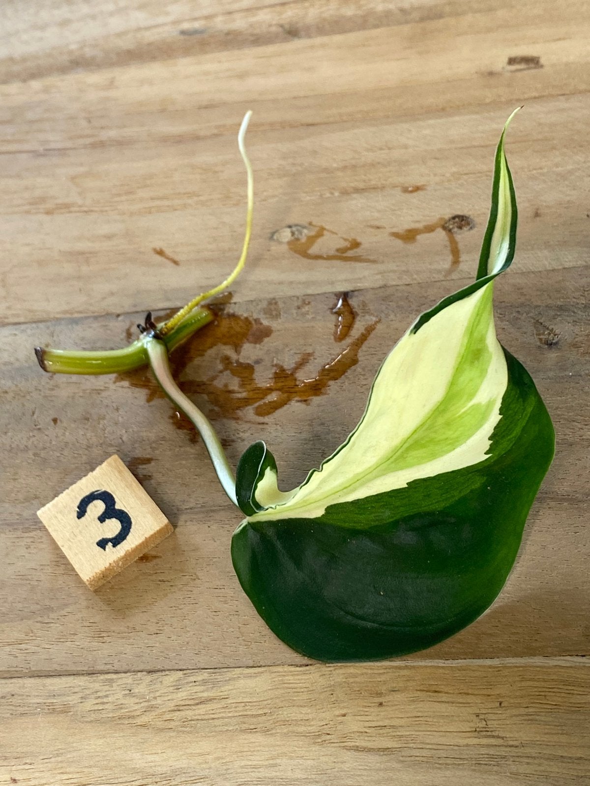 Philodendron Rio Stek #3, Ophalen of Verzenden, Halfschaduw, Minder dan 100 cm