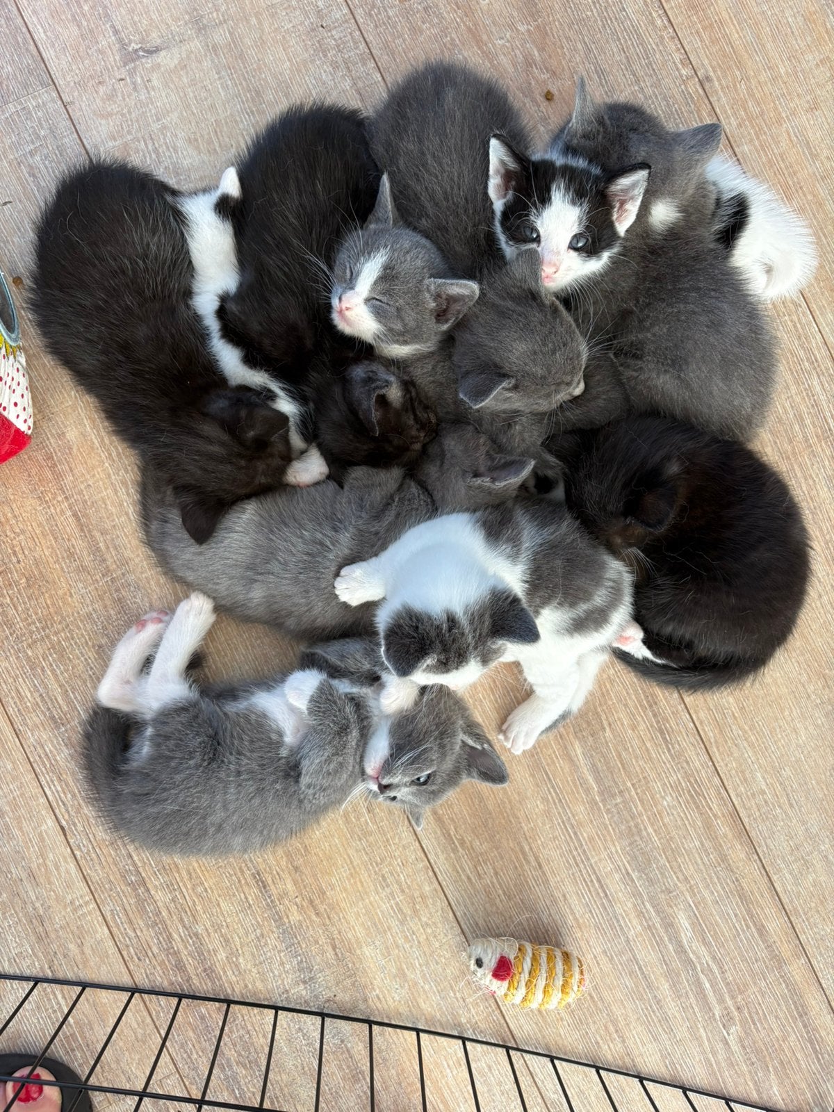 10 Lieve kittens, Dieren en Toebehoren, Meerdere dieren
